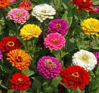 Colorful California Giant Zinnia plants growing in a sunny garden bed.