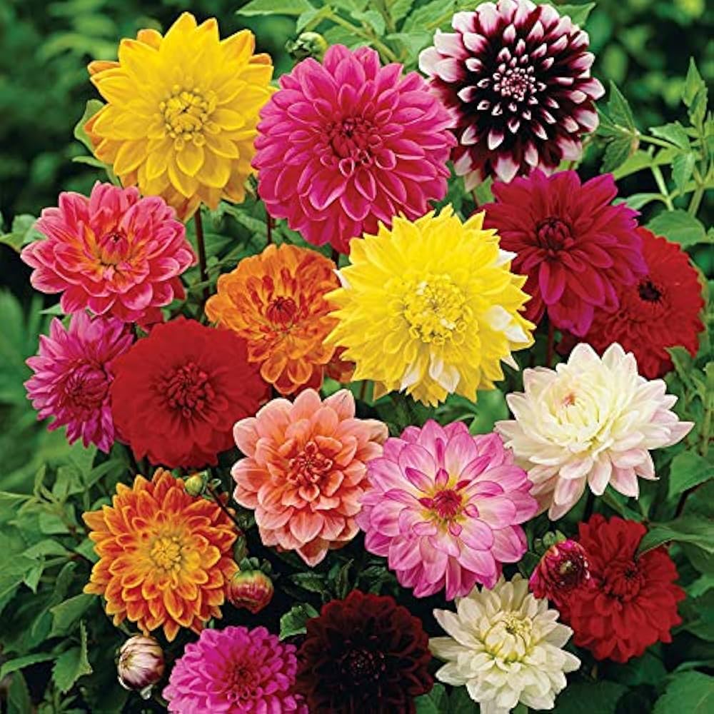 Mixed dahlia flowers blooming in a vibrant outdoor garden.