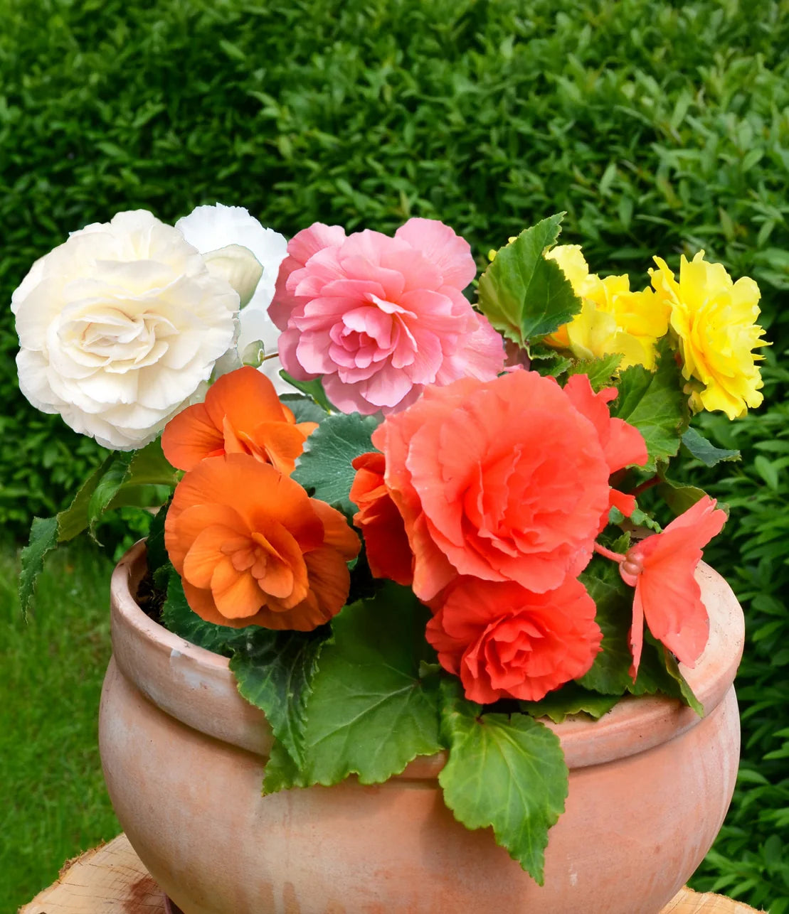 Mixed Double Begonia flowers blooming in decorative containers.