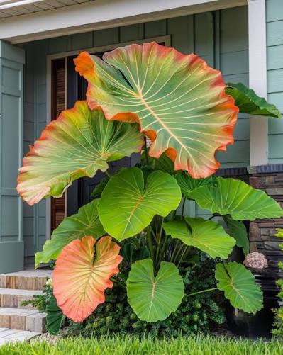 Colorful Elephant Ear bulb with large ornamental leaves for landscape displays.