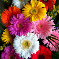 Colorful Gerbera Mix flowers blooming in a sunny garden flower bed.
