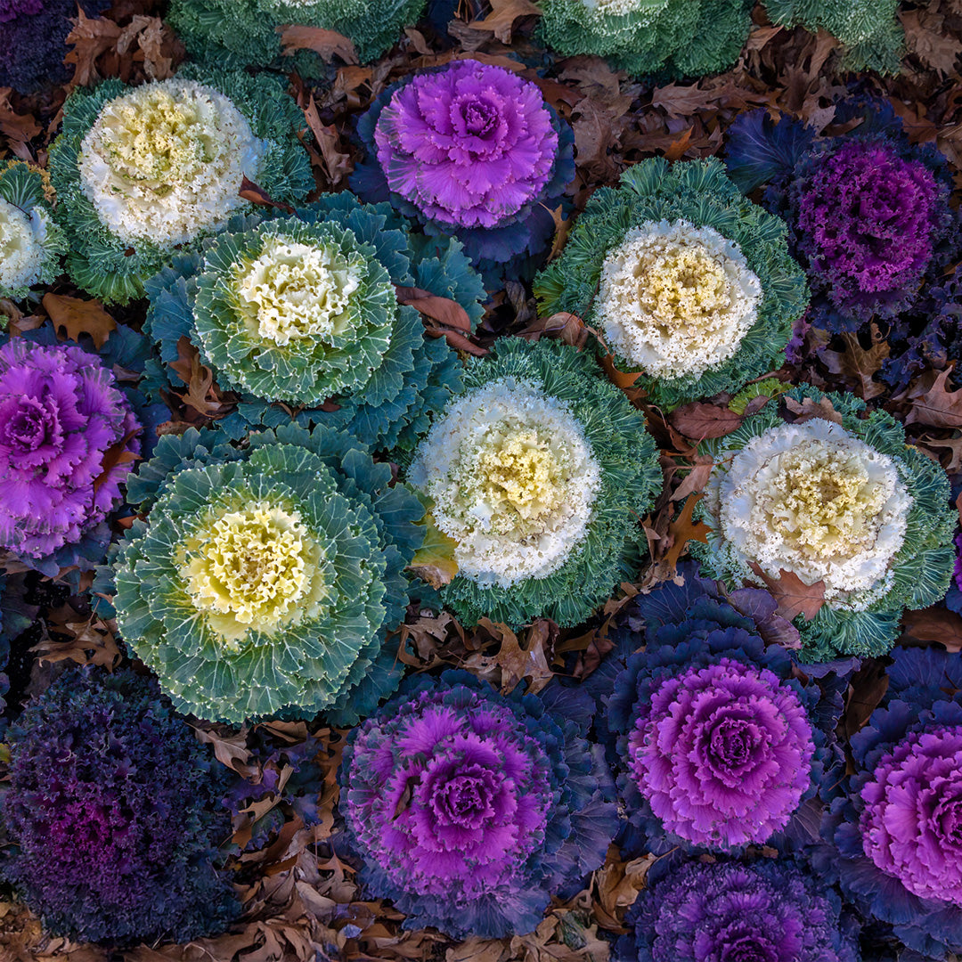 Mixed ornamental kale plants enhancing an outdoor landscape with colorful leaves.