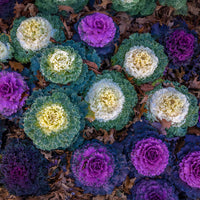 Mixed ornamental kale plants enhancing an outdoor landscape with colorful leaves.