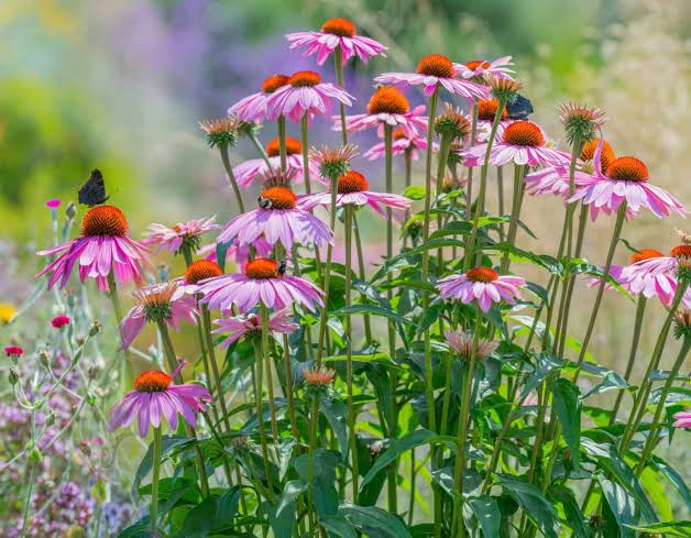Mixed pollinator flowers blooming in a garden bed.