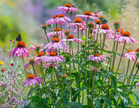 Mixed pollinator flowers blooming in a garden bed.