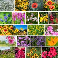 Colorful wildflowers blooming in a garden bed.