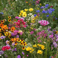 Colorful wildflowers blooming in a natural meadow garden.