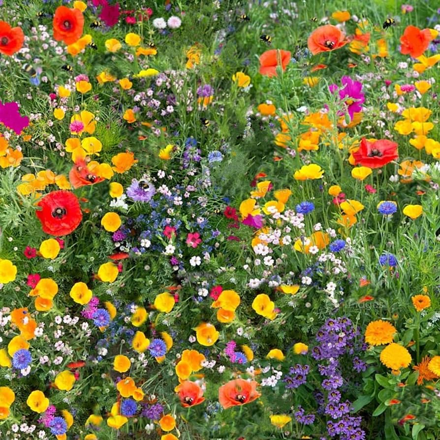Colorful wildflowers blooming in a natural meadow garden.