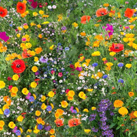 Colorful wildflowers blooming in a natural meadow garden.