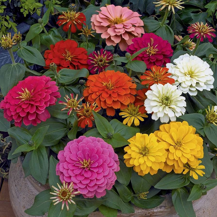 Vibrant Zinnia flowers blooming in a garden bed.