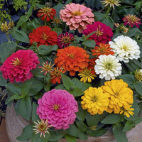 Vibrant Zinnia flowers blooming in a garden bed.