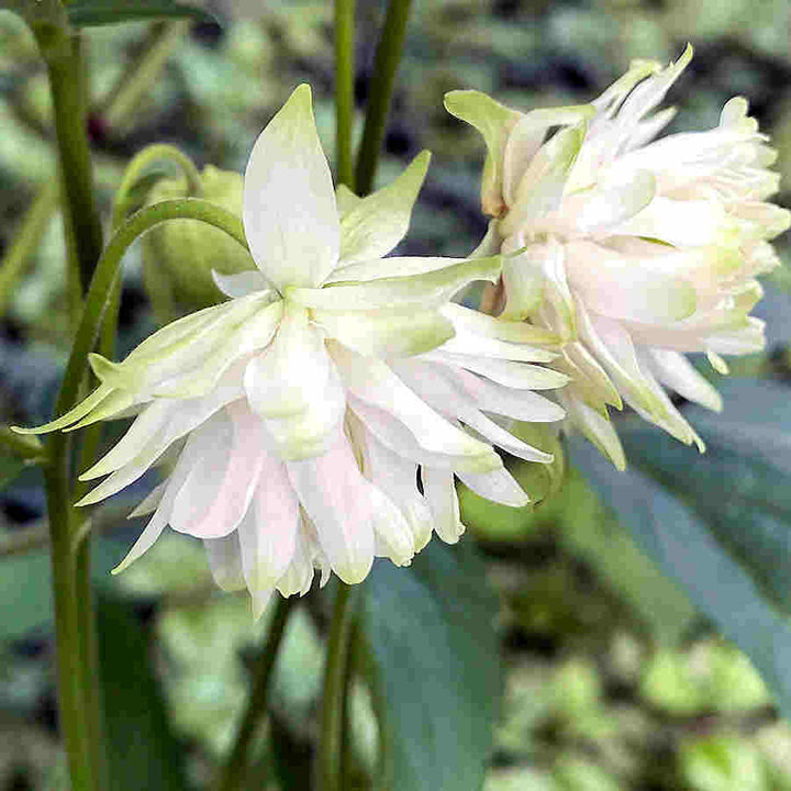 Heirloom Barlow Columbine Flower Seeds for Planting, Non-GMO