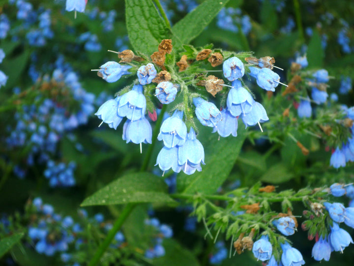 Heirloom Non-GMO Comfrey Flower Seeds for Planting – Perennial Garden Herb Blooms