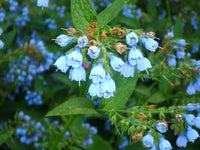 Heirloom Non-GMO Comfrey Flower Seeds for Planting – Perennial Garden Herb Blooms