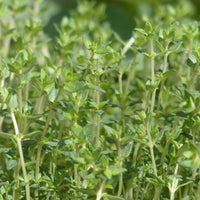 Common Thyme seeds for home herb garden planting