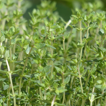 Common Thyme seeds for home herb garden planting