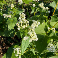 Buckwheat Seeds for Cover Crops, Garden Beds, Raised Beds & Outdoor Growing