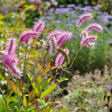 Pink Alaskan Burnet Plant Seeds for Planting - 100 pcs seeds for planting in home garden