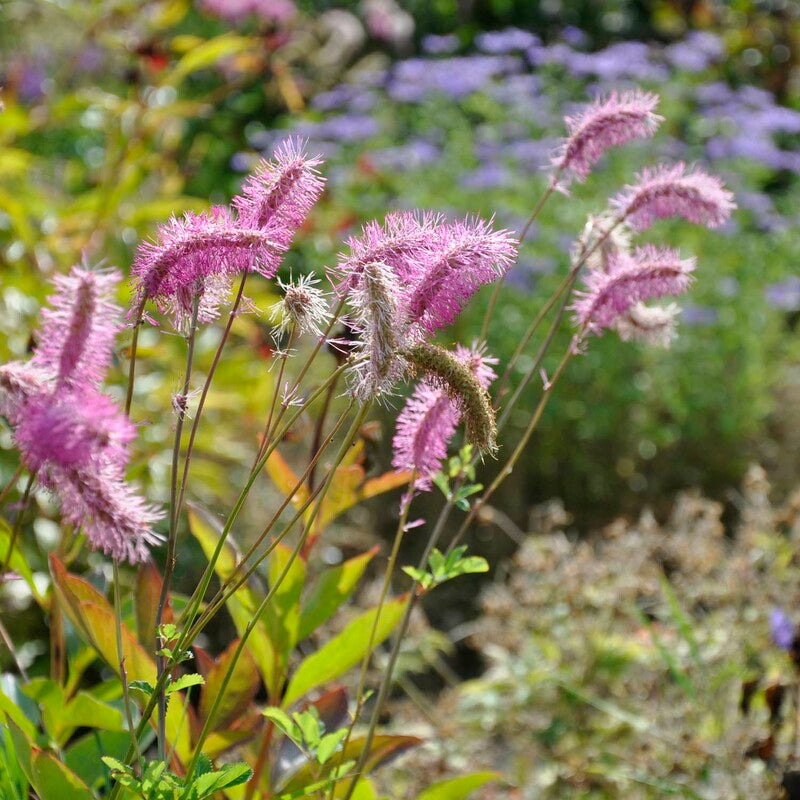 Pink Alaskan Burnet Plant Seeds for Planting - 100 pcs seeds for planting in home garden
