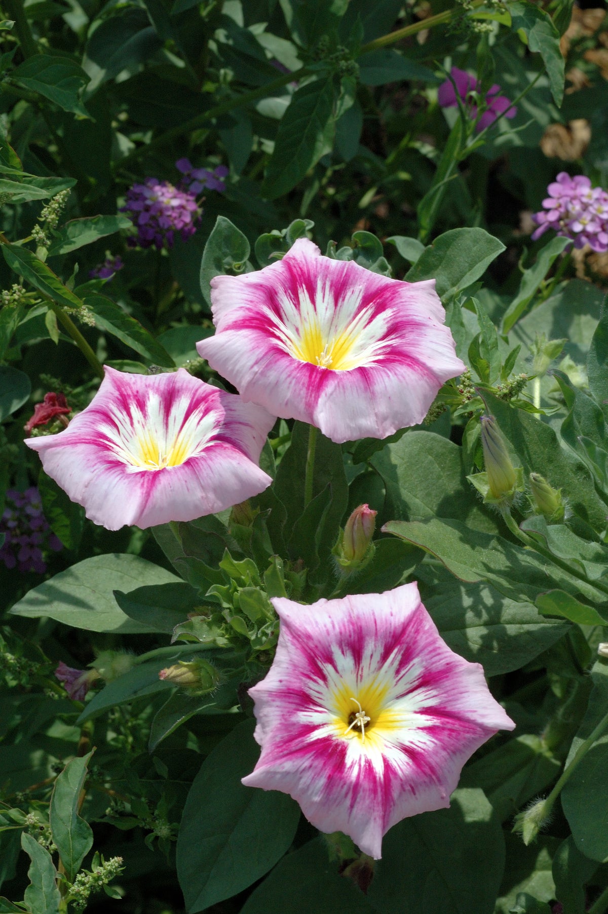 Convolvulus Flower Seeds – Heirloom Non-GMO Seeds for Colorful Ground Cover Garden Planting