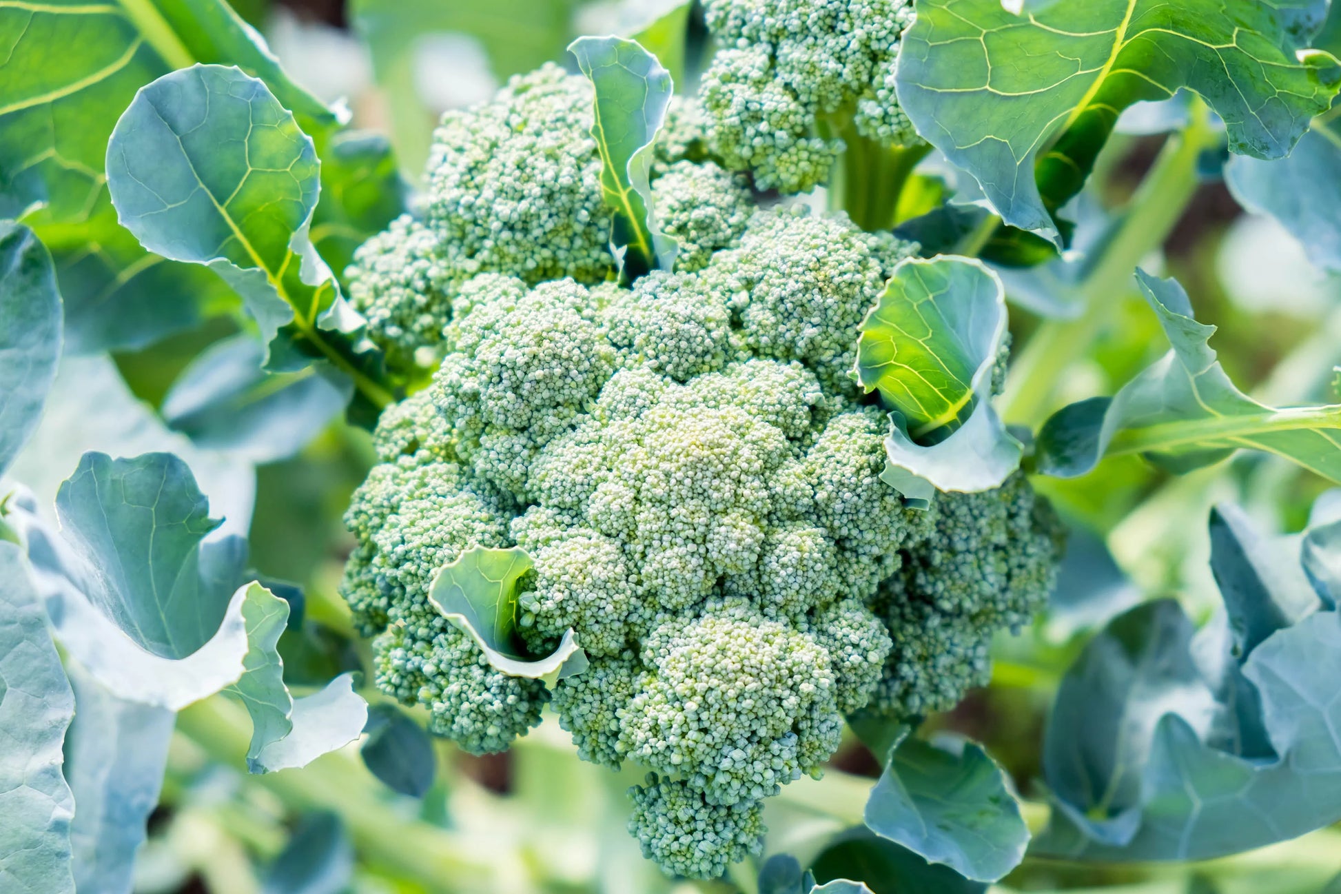 Broccoli plants with healthy foliage thriving in a raised garden bed.

