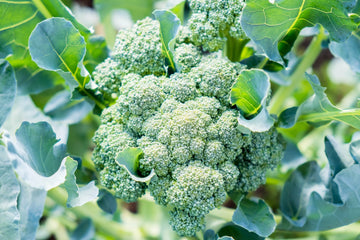 Broccoli plants with healthy foliage thriving in a raised garden bed.

