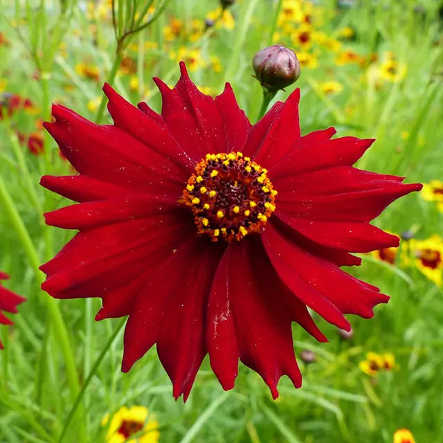 Red Coreopsis Flower Seeds for Planting - NON GMO Seeds
