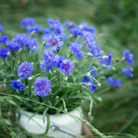 Purple Centaurea Cyanus Flower Seeds for Planting - 100 Pcs pcs