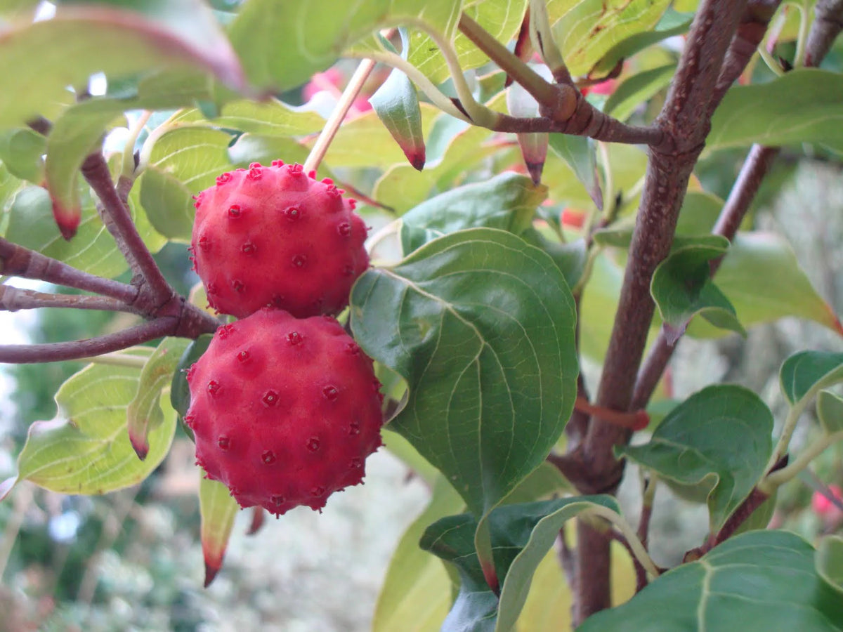 Kousa Dogwood Fruit Seeds