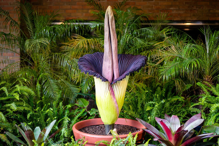 Heirloom Purple Corpse Titan Arum flower seeds â€“ nonâ€‘GMO rare botanical seeds