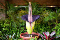 Heirloom Purple Corpse Titan Arum flower seeds â€“ nonâ€‘GMO rare botanical seeds