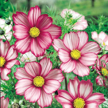 Candy Stripe Cosmos Flower Seeds for Planting â€“ Vibrant, Non-GMO, Heirloom Seeds for planting in home garden