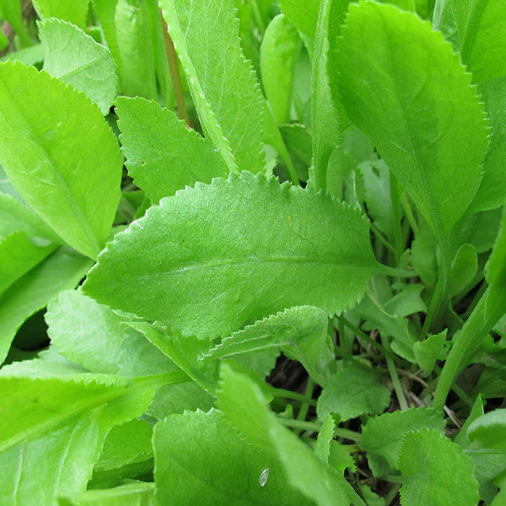 Costmary Herb Seeds