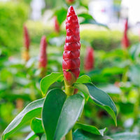 Costus igneus ornamental plant seeds suitable for patios and raised beds.