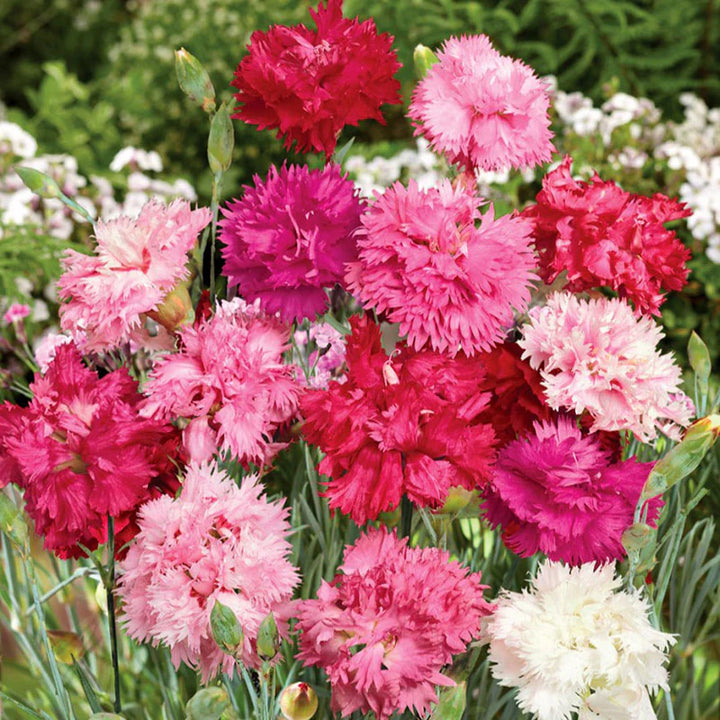 Mixed Dianthus Sonata Flower Seeds for Planting - NON GMO Seeds