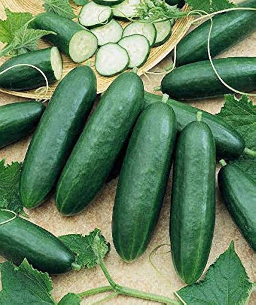 County Fair Improved Hybrid Cucumbers growing on a garden trellis.