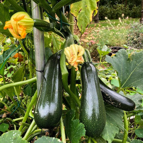 Climbing Zucchini Vegetable Seeds