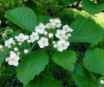White Crataegus Flower Seeds for Planting - NON GMO Seeds for planting in home garden