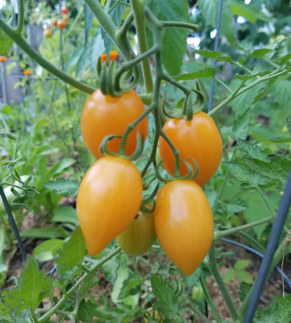 Orange Grape Tomato Seeds for Planting -heirloom & Non-GMO Seeds