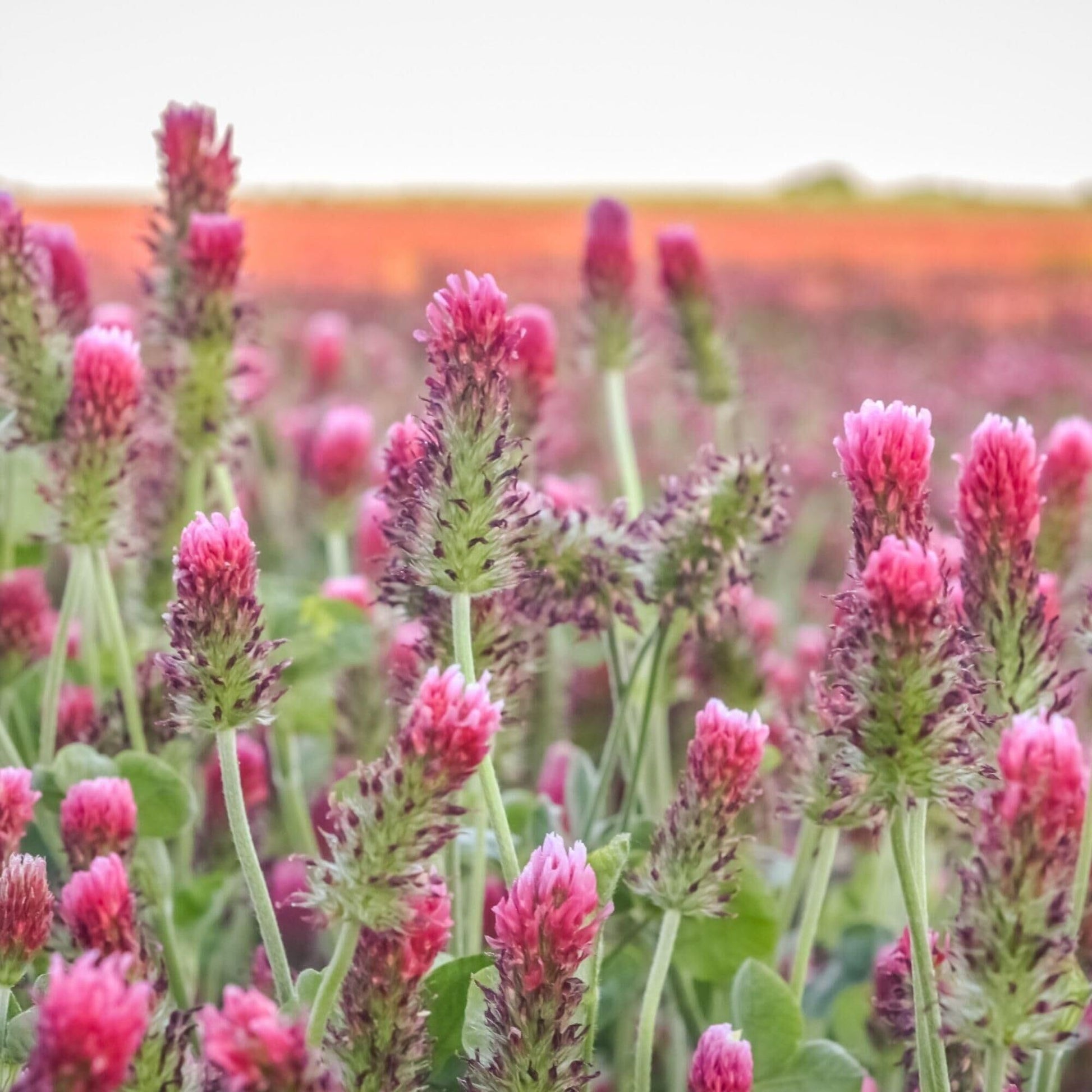 Crimson Clover plants with vibrant red flower heads in bloom.
