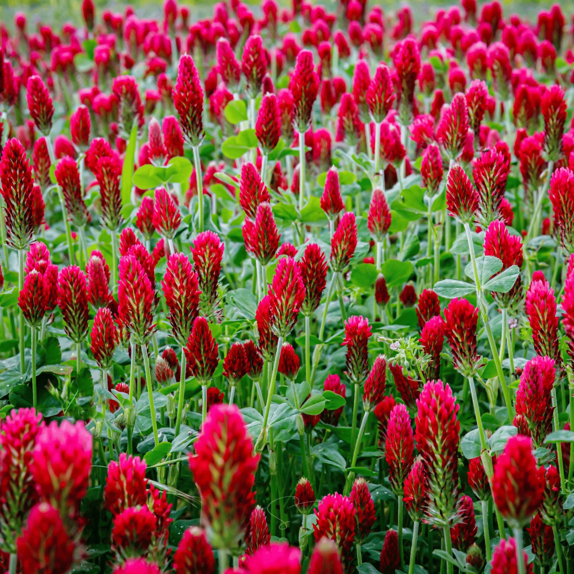 Heirloom Crimson Clover Plant Seeds for Garden Planting, Non-GMO, Vibrant Cover Crop Blooms