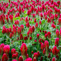 Heirloom Crimson Clover Plant Seeds for Garden Planting, Non-GMO, Vibrant Cover Crop Blooms