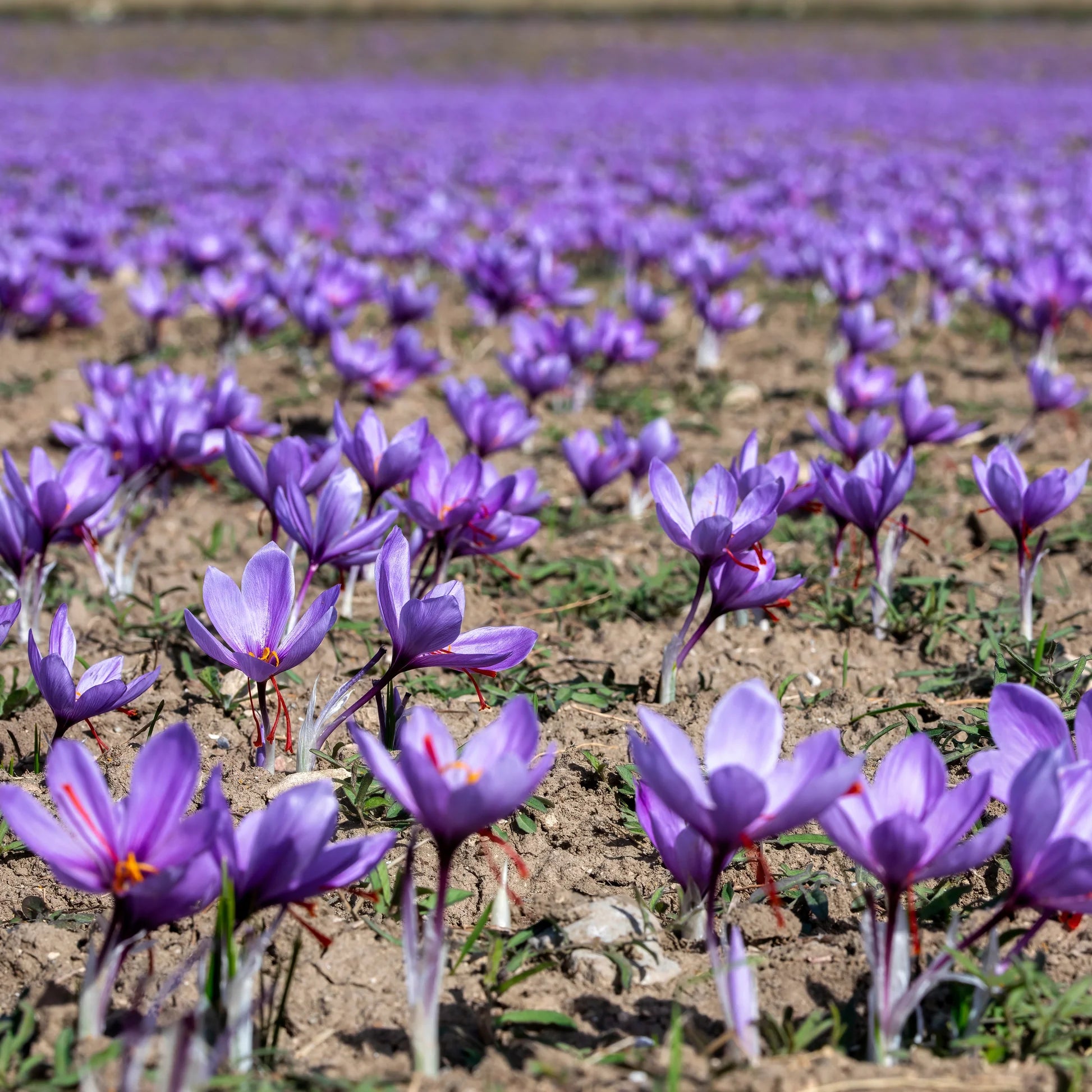 Purple Crocus Sativus flowers growing in an ornamental garden