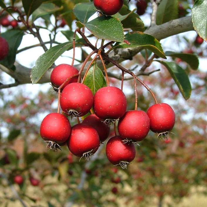 Red Hawthorn Plant Seeds - Hardy Tree Seeds - Heirloom & Non-GMO Seeds for planting Scientific Name Placeholder for planting in home garden