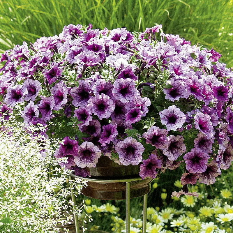 Heirloom Petunia Bordeaux Flower Seeds for Planting - NON-GMO, Easy to Grow Garden Blooms