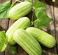 Heirloom Cucamelon seeds for home garden planting