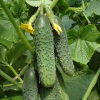 Cucumber Envy of the Neighbors plant growing in a garden