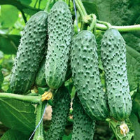 Cucumber Envy of the Neighbors seeds for garden planting