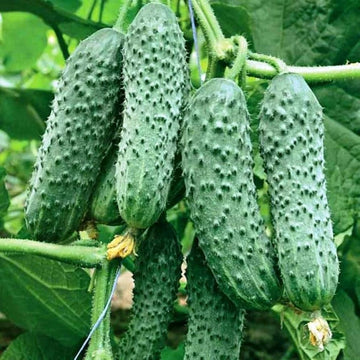 Cucumber Envy of the Neighbors seeds for garden planting