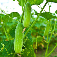 Green cucumbers growing on healthy garden vines.